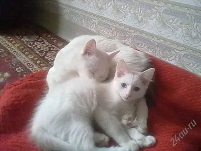 Лот: 1301486. Фото: 1. Белый пушистый котенок, с голубыми... Кошки, котята