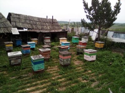Лот: 18954191. Фото: 1. Продам пасеку в Саянском районе. Пчеловодство