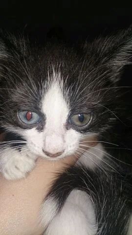 Лот: 4745784. Фото: 1. Отдам котенка в хорошие руки. Кошки, котята