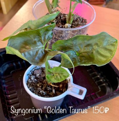Лот: 14824644. Фото: 1. Сингониум ‘Golden Taurus’. Горшечные растения и комнатные цветы