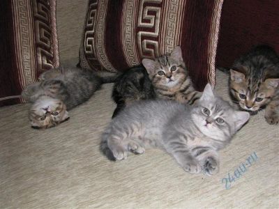 Лот: 713840. Фото: 1. Шотландские котята. Остальные животные