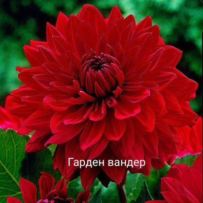Лот: 15739655. Фото: 1. Георгин клубень. Садовые цветы