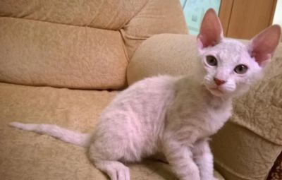 Лот: 4218155. Фото: 1. Котенок мальчик на ощупь как валенок... Кошки, котята