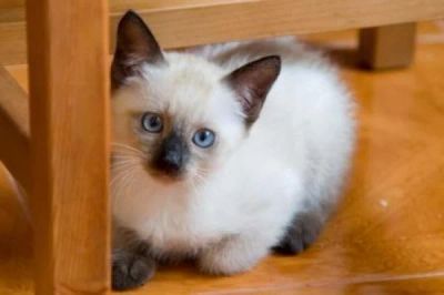 Лот: 4729221. Фото: 1. отдам красивых сиамских котят... Кошки, котята