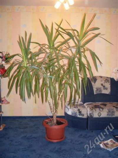 Лот: 536103. Фото: 1. Пальма Юка. Горшечные растения и комнатные цветы