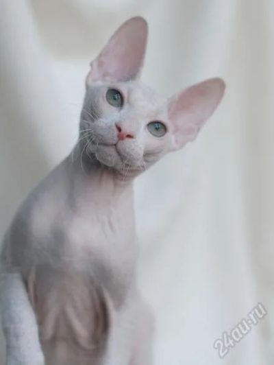 Лот: 1951402. Фото: 1. донской сфинкс с документами срочно. Кошки, котята
