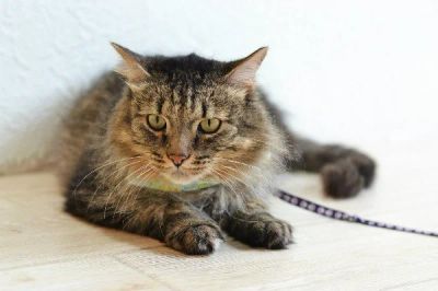 Лот: 6138821. Фото: 1. Котик - 10 мес. Кошки, котята