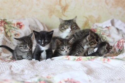 Лот: 2693342. Фото: 1. Котята. Кошки, котята