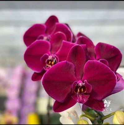 Лот: 16221269. Фото: 1. Орхидея Фаленопсис сорт Black... Горшечные растения и комнатные цветы