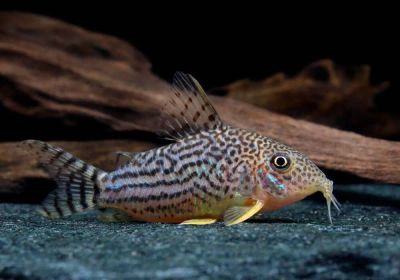 Лот: 19960664. Фото: 1. 🌊Коридорас Джули (Corydoras julii... Рыбки