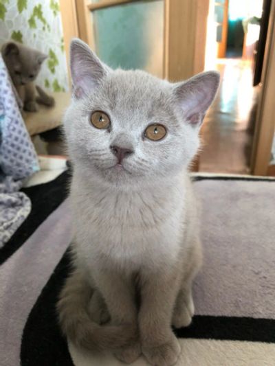 Лот: 11096719. Фото: 1. Британцы | Котята | Британские... Кошки, котята