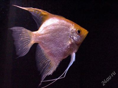 Лот: 884424. Фото: 1. Скалярия золотая(Pterophyllum... Рыбки