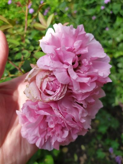 Лот: 19344472. Фото: 1. Роза канадская Джон Дэвис. Садовые цветы
