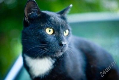 Лот: 1886577. Фото: 1. Красивый, домашний кот - отдается... Кошки, котята