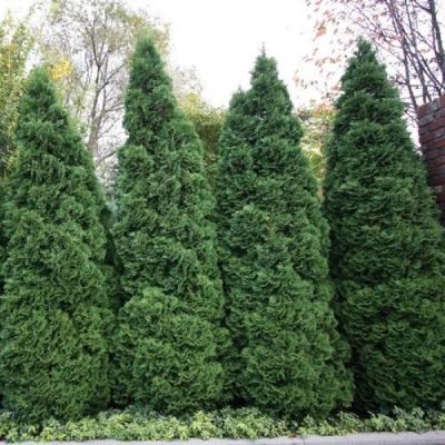 Лот: 13148588. Фото: 1. Туя западная Спиралис (Thuja occidentalis... Декоративные кустарники и деревья