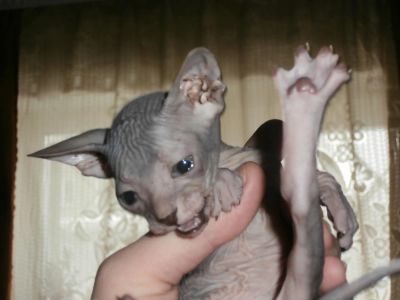 Лот: 6886876. Фото: 1. сфинксёнак! успей приобрести себе... Кошки, котята
