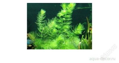 Лот: 1762283. Фото: 1. растение аквариумное роголистник. Водные растения