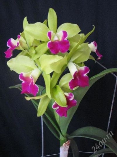 Лот: 2887559. Фото: 1. орхидея каттлея-Lc.Star Garden. Горшечные растения и комнатные цветы