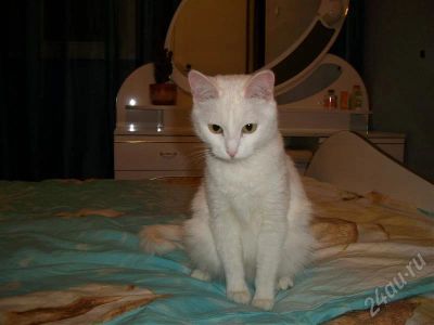 Лот: 688594. Фото: 1. отдам в хорошие руки кошечку!. Остальные животные