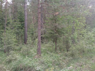 Лот: 4493050. Фото: 1. продам земельный участок в манском. Земельные участки