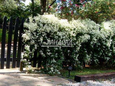 Лот: 11167660. Фото: 1. Клематис Terniflora №10. Садовые цветы