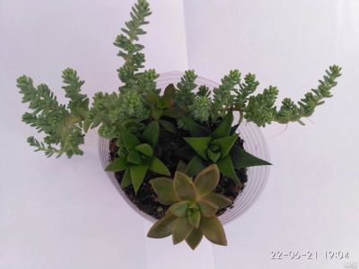 Лот: 17803332. Фото: 1. Суккуленты 9. Горшечные растения и комнатные цветы