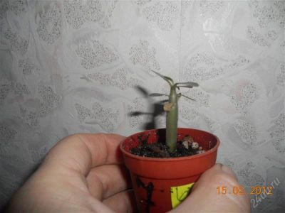 Лот: 1567221. Фото: 1. Адениум Обесум. Горшечные растения и комнатные цветы