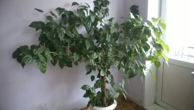 Лот: 10548467. Фото: 1. Китайская роза. Горшечные растения и комнатные цветы