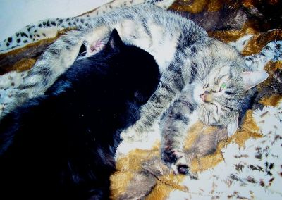 Лот: 4975585. Фото: 1. животные. Кошки, котята
