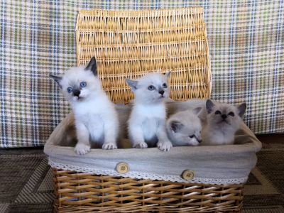 Лот: 11957982. Фото: 1. котят. Кошки, котята