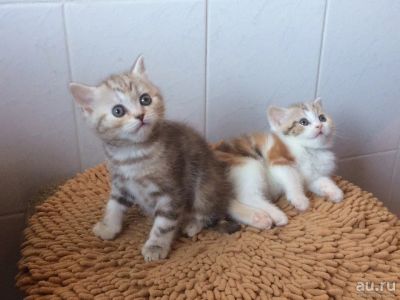 Лот: 9381969. Фото: 1. Породистые британцы. Кошки, котята
