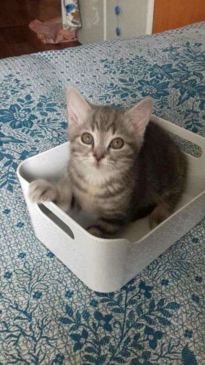 Лот: 9897748. Фото: 1. Шотландский прямоухий мальчик. Кошки, котята