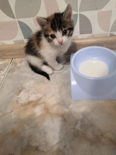 Лот: 19012617. Фото: 1. Кошечка. Кошки, котята