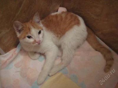 Лот: 1059087. Фото: 1. отдадим очаровательного котика. Остальные животные