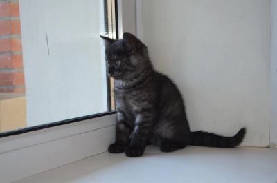 Лот: 3096525. Фото: 1. Шотландская кошечка страйт). Кошки, котята