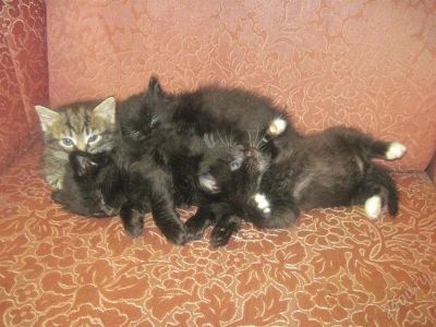 Лот: 1493156. Фото: 1. Отдам Котят в добрые руки. Кошки, котята