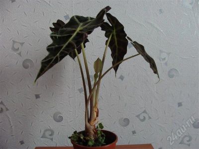 Лот: 550074. Фото: 1. Алоказия. Горшечные растения и комнатные цветы