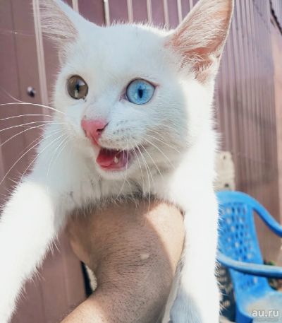 Лот: 18002136. Фото: 1. Котёнок. Кошки, котята