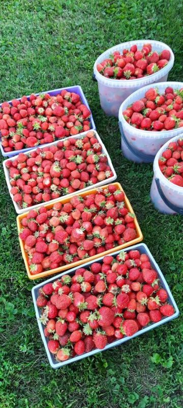 Лот: 17888535. Фото: 1. 🍓Клубника домашняя 🍓. Ягоды, орехи