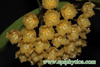Лот: 3134274. Фото: 1. Хойя.Hoya blashernaezi. Горшечные растения и комнатные цветы