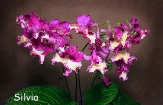 Лот: 9858006. Фото: 1. Стрептокарпус Silvia - подросшее... Горшечные растения и комнатные цветы