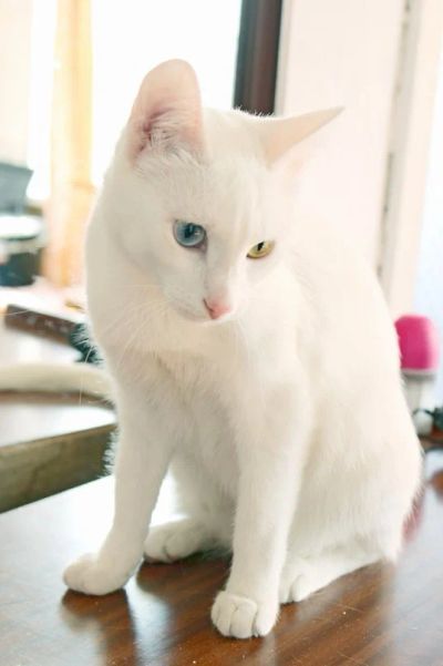 Лот: 3978965. Фото: 1. Очаровательная одинокая блондинка... Кошки, котята