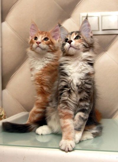 Лот: 9382998. Фото: 1. Мейн кун кошечка и котик. Кошки, котята