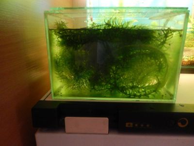Лот: 4555627. Фото: 1. Растения после прополки. Водные растения