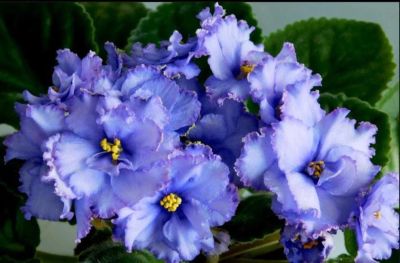 Лот: 11340575. Фото: 1. Фиалка ЕК- Голубая Лагуна крупные... Горшечные растения и комнатные цветы