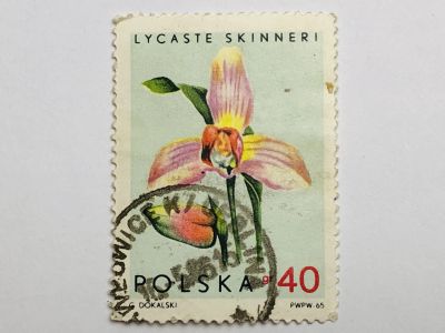 Лот: 23316431. Фото: 1. Цветы. Орхидеи. Ликаста Скиннера... Марки