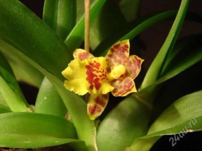 Лот: 962692. Фото: 1. Орхидея Hwra. Chian Tey Lovely... Горшечные растения и комнатные цветы