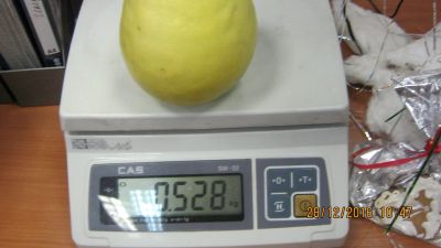 Лот: 11163374. Фото: 1. лимон сорт пандероза N58. Горшечные растения и комнатные цветы