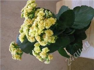 Лот: 62412. Фото: 1. Каланхой. Горшечные растения и комнатные цветы