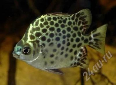Лот: 575447. Фото: 1. Скатофагус. Рыбки